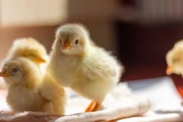 Chicken hatching monitoring